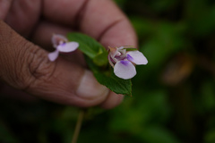 Impatiens inconspicua